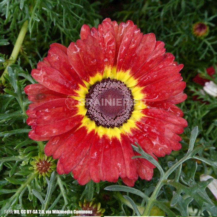 Chrysanthème à carène rouge , Chrysanthemum carinatum image
